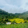 pandada's Photo